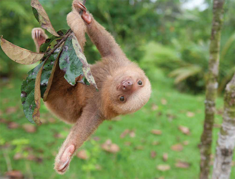 slothinstitute3