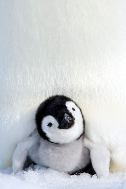 ZaegbrPsBCYRvm7K6mfG_penguin
