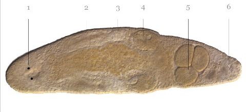 Ramm_et_al_ProcB_Photo_of_Worm_entw_03