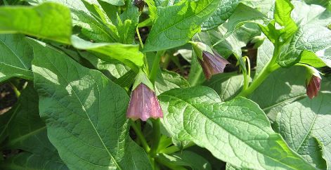Scopolia_japonica-03