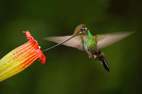 Hummingbird-Spirit-Animal-8