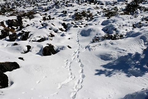 1IMG_6970