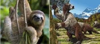 ancient-sloth-evolution-Mylodon-darwini