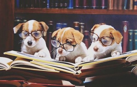 8ea9c1c5c4a88008a367f5e9bc401618--read-books-adorable-animals
