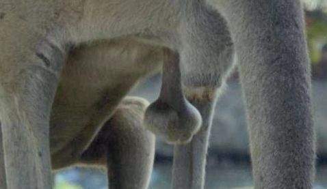 Male-kangaroo