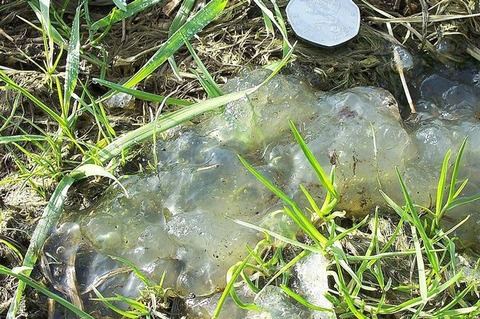 Strange jelly like substa
