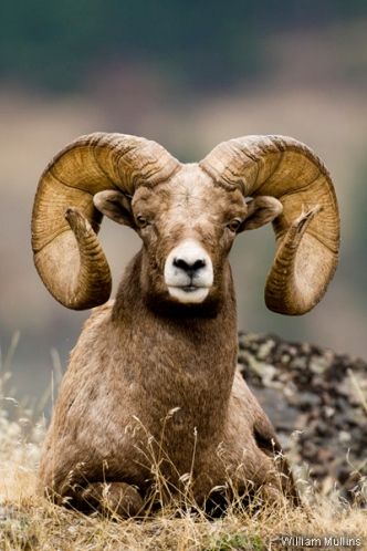 BighornRam_WilliamMullins_400x600