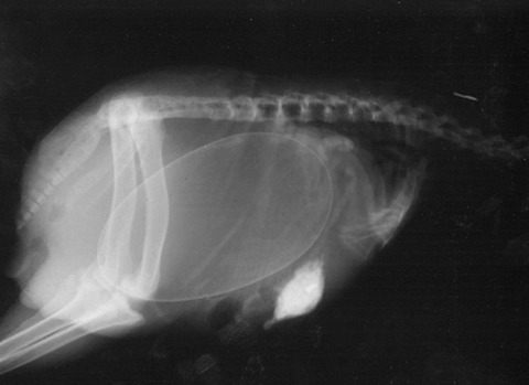 Pregnant-Animals-5-