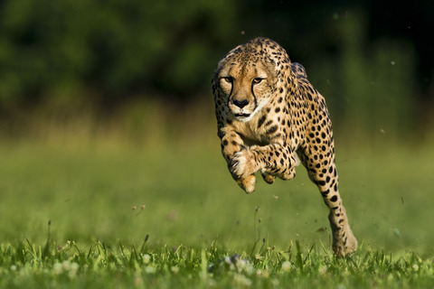 01sarahcheetah