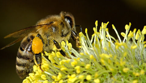 bees-18192_1280