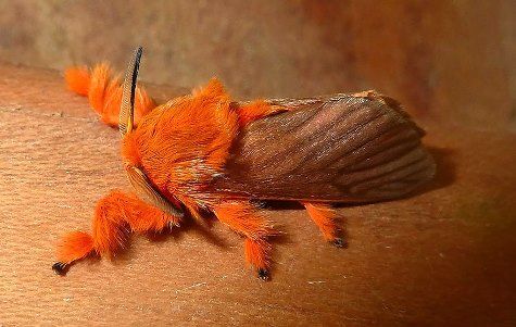caterpillar-moth-butterfly-be