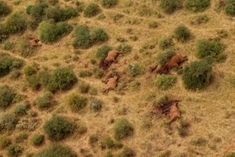tsavo