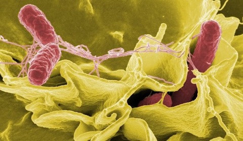 salmonella-549608_960_720
