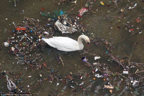 4934B8BA00000578-5392027-A_swan_struggle