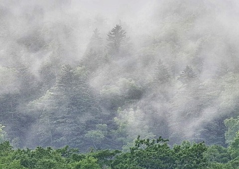 forest