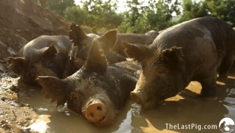 thelastpig7