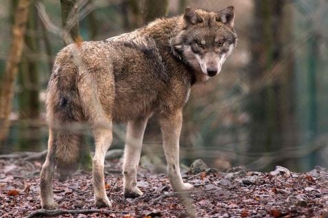 germany-animal-wolf-100426
