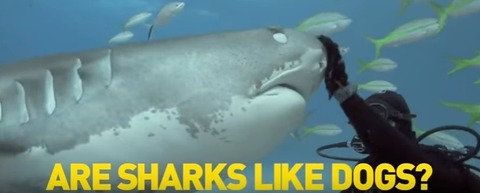 sha