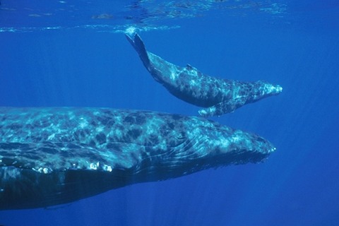 dead-humpback-whale-calf