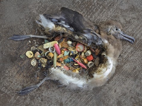 chris_jordan_plastic-filled-stomach_albatross