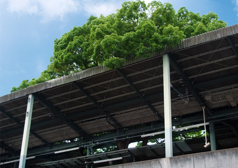 Kayashima-station-tree-studioohana-2