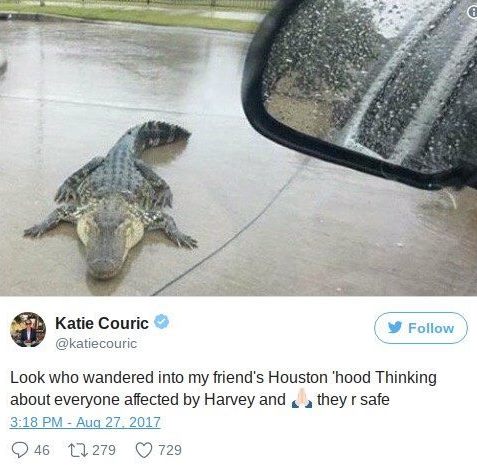 alligator_houston