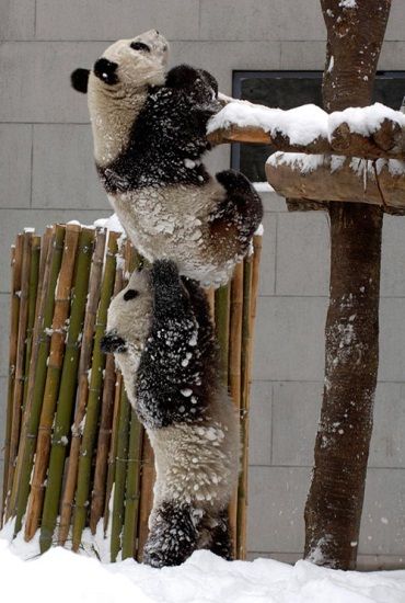 OfgQPuNS-zfF0oUw0UlN_pandas