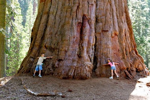 sequoia-forest-california-_vq9n
