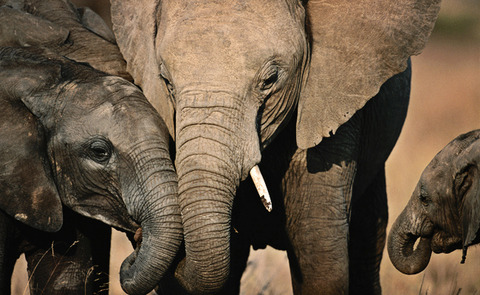 IFAW_Elephant_Family2