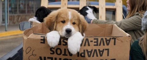 dog