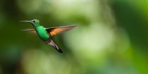 hummingbird-2139278_960_720