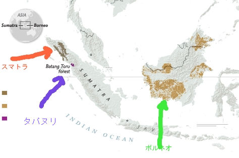 ngnews-new-orangutans_ai2html-620