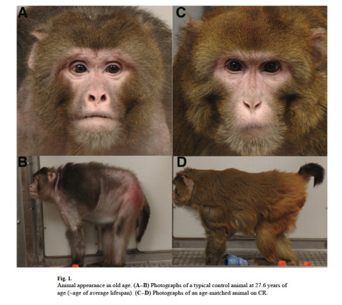 rhesus-monkeys-picture1