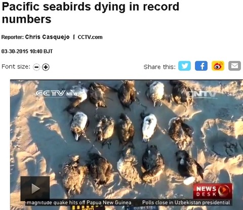 birds