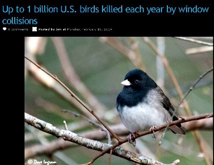 birds5