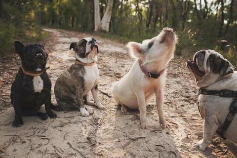 olivethepig3