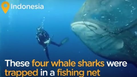 shark1