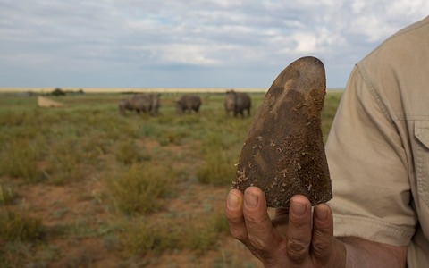 rhino-3_3582921b