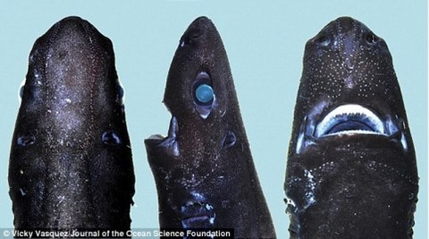 2F95426900000578-3371704-A_new_species_4