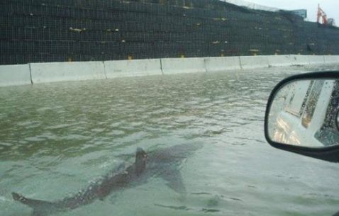shark_sighting