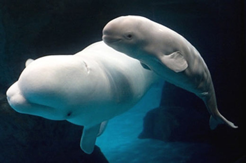 baby-beluga-calf-mother