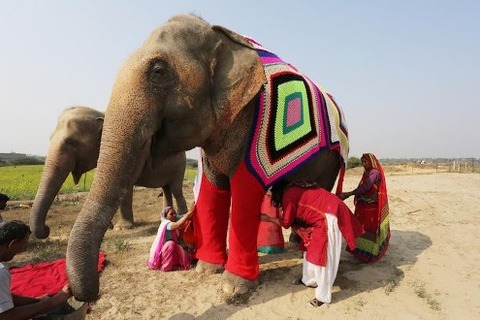 wildlife-sos-elepant-sweaters-4
