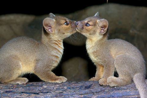fossa_pups