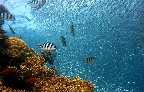 fish-378286_960_720