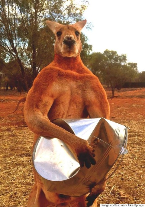 o-ROGER-KANGABRO-570