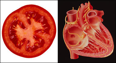 tomatoes