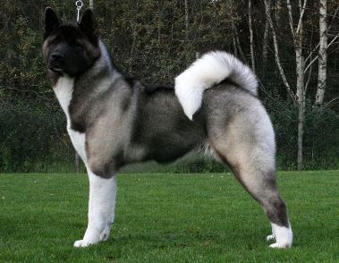 774px-American-akita