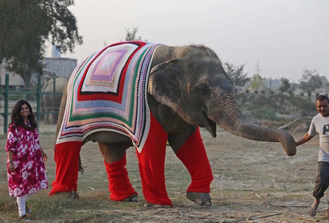 wildlife-sos-elepant-sweaters-1