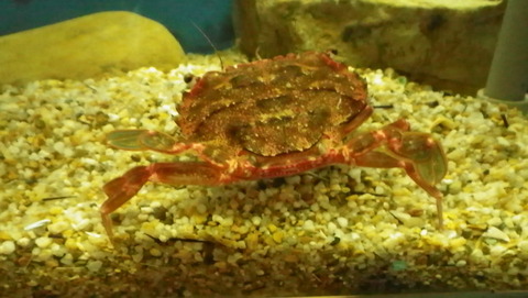 IMGP0498