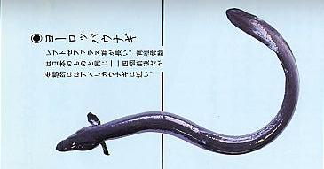 鰻のアンギラ種